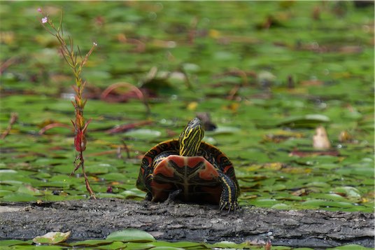 Painted Turtle 0810